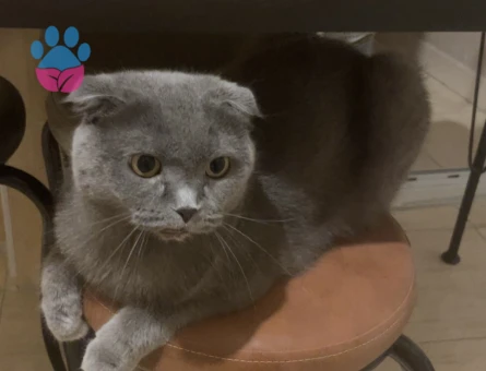 4 Yaşında Scottish Fold Kedim Yuva Arıyor