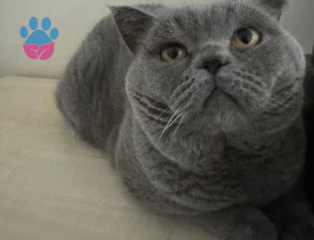 Ücretsiz British Shorthair Kısır Erkek - 6861 - Görsel 3