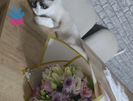 1 Yaşında Scottish Fold - 6862 - Görsel 3