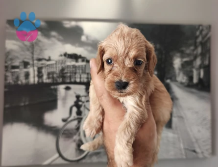 Bal küpü maltipoo Köpeğim Eş Arıyor - 6864