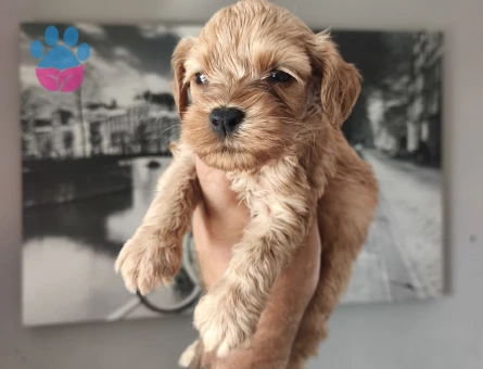 Bal küpü maltipoo Köpeğim Eş Arıyor