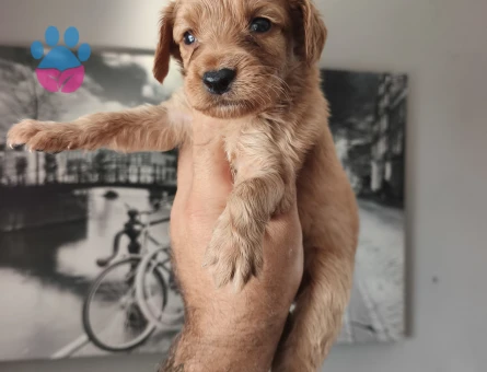Bal küpü maltipoo Köpeğim Eş Arıyor