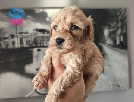 Bal küpü maltipoo Köpeğim Eş Arıyor