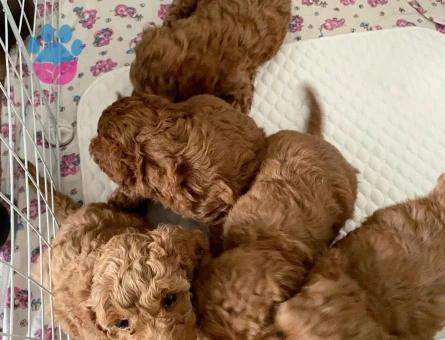 Toy Poodle Yavruları 2 Aylık - 6865 - Görsel 3