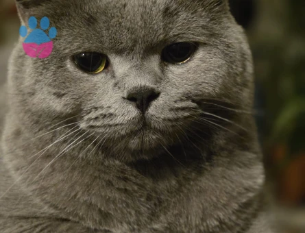 3 Yaşında British Shorthair Kedim Yuva Arıyor - 6866 - Görsel 3