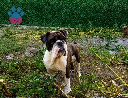 EGZOTİK RENK ERKEK İNGİLİZ BULLDOG - 6867