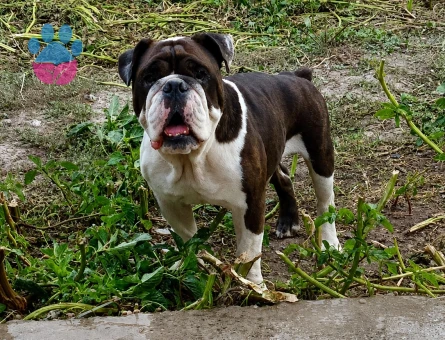 EGZOTİK RENK ERKEK İNGİLİZ BULLDOG - 6867 - Görsel 3