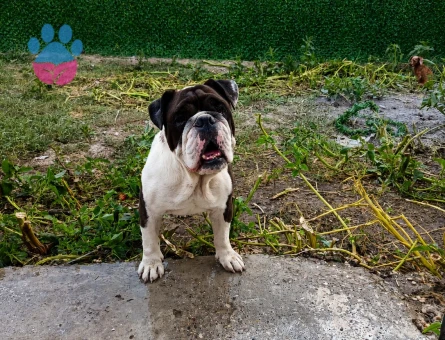EGZOTİK RENK ERKEK İNGİLİZ BULLDOG - 6867 - Görsel 4