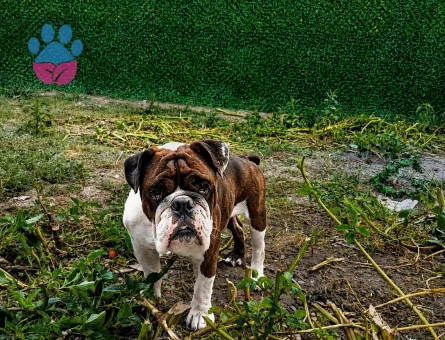 EGZOTİK RENK ERKEK İNGİLİZ BULLDOG - 6867 - Görsel 5