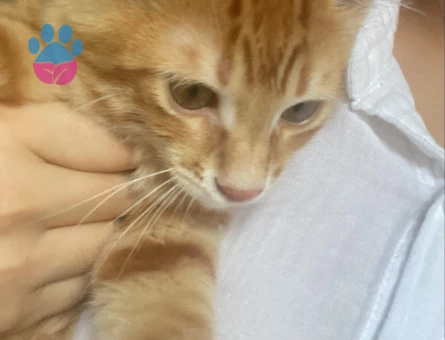 4 Aylık Sarman Kedim Yuva Arıyor