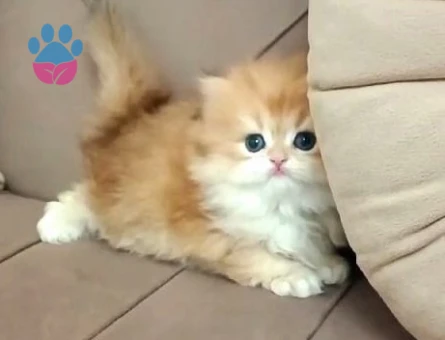 British Longhair Yavru | Renk:AY12 | 2 AYLIK - 4982 - Görsel 3