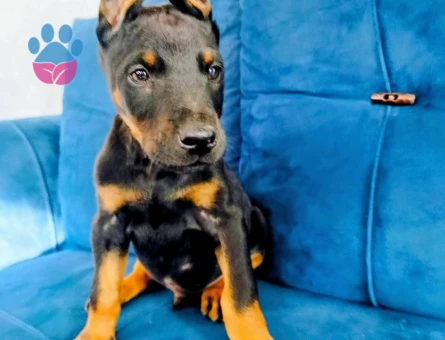 A kalite doberman yavruları - 6871