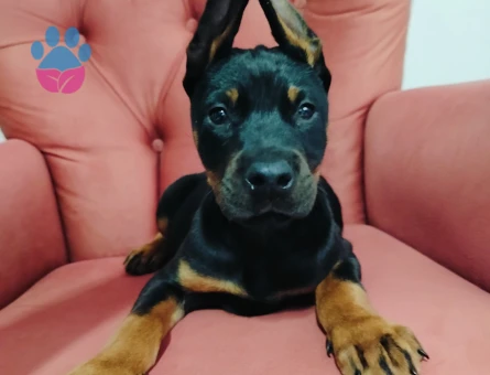 A kalite doberman yavruları - 6871 - Görsel 4
