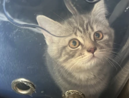 British Shorthair dişi kedi 2 Aylık - 6872