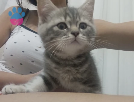 British Shorthair dişi kedi 2 Aylık - 6872 - Görsel 3