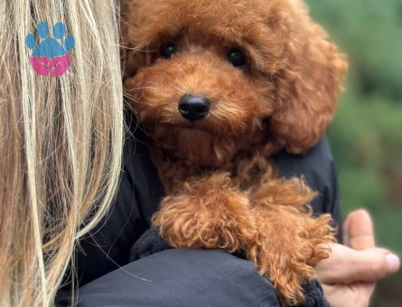 Show Kalite Toy Poodle 2 Aylık - 6875 - Görsel 3