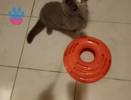 British Shorthair 4 Aylık Erkek