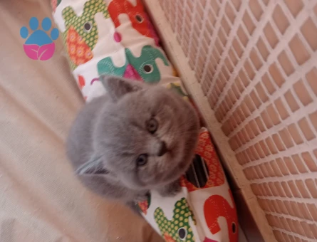 British Shorthair 4 Aylık Erkek