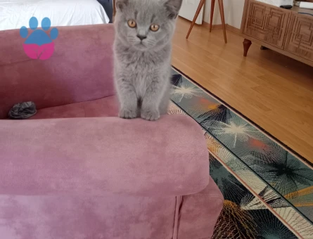 British Shorthair 4 Aylık Erkek