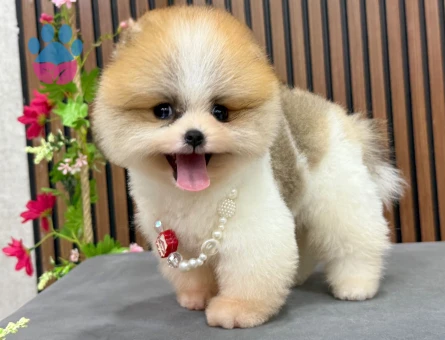 ORGİNAL SAFKAN POMERANIAN YAVRUMUZ “CARLS” - 8521