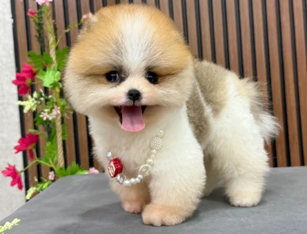 ORGİNAL SAFKAN POMERANIAN YAVRUMUZ “CARLS” - 8521