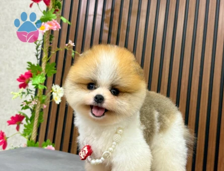 ORGİNAL SAFKAN POMERANIAN YAVRUMUZ “CARLS” - 8521 - Görsel 3