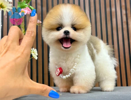 ORGİNAL SAFKAN POMERANIAN YAVRUMUZ “CARLS” - 8521 - Görsel 4