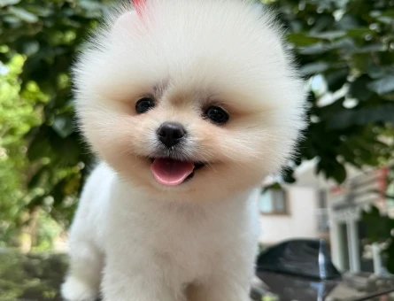 KARBEYAZ TEDDYBEAR GÜZELLİĞİ - 8523
