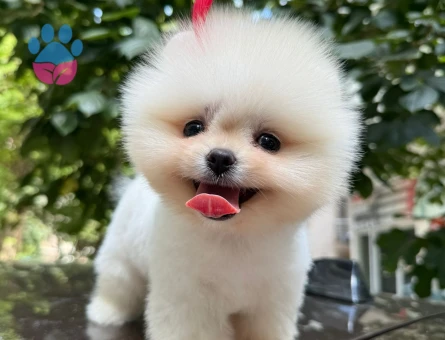 KARBEYAZ TEDDYBEAR GÜZELLİĞİ - 8523 - Görsel 3
