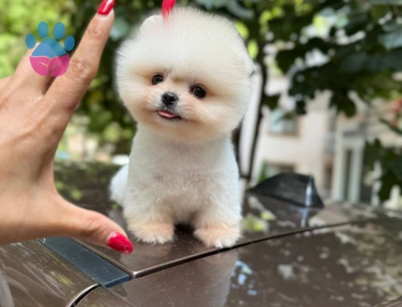 KARBEYAZ TEDDYBEAR GÜZELLİĞİ - 8523 - Görsel 5