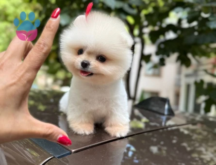 KARBEYAZ TEDDYBEAR GÜZELLİĞİ - 8523 - Görsel 4