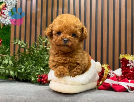 SAFKAN IRKININ EN MÜKEMMELİ POODLE BEBEKLER - 8524