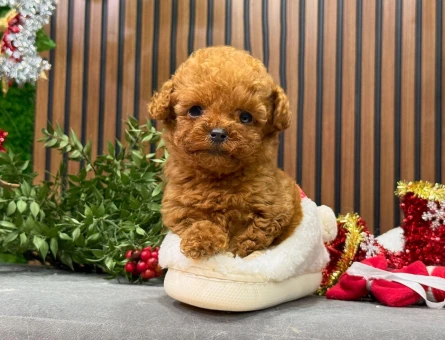 SAFKAN IRKININ EN MÜKEMMELİ POODLE BEBEKLER - 8524