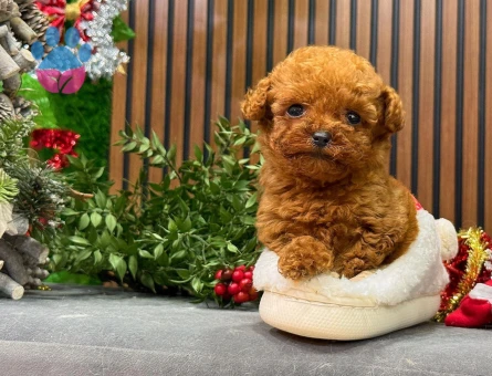 SAFKAN IRKININ EN MÜKEMMELİ POODLE BEBEKLER - 8524 - Görsel 3