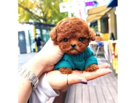Süper Kali̇tedeki̇ Kore Kani Toy Poodle Bebeklerimiz - 8525