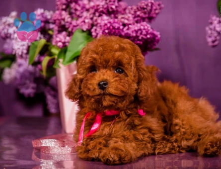 Kore Poodle bebeklerimiz - 8526 - Görsel 2