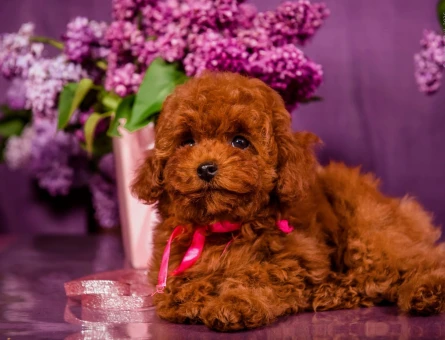 Kore Poodle bebeklerimiz - 8526