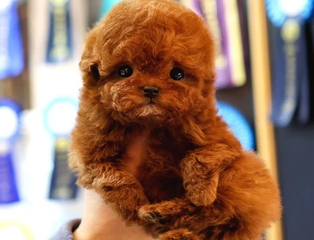 A Kalite Red Brown Poodle Yavrumuz - 8527