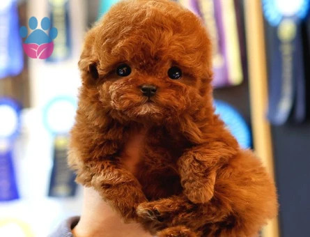 A Kalite Red Brown Poodle Yavrumuz - 8527 - Görsel 3