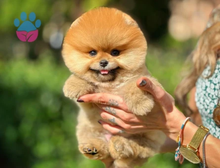 Ruhsatlı Üretim Çiftliğinden Pomeranian Yavrular - 8530