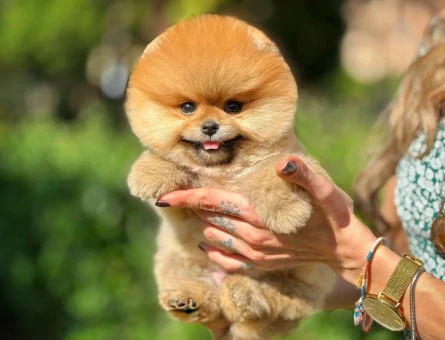 Ruhsatlı Üretim Çiftliğinden Pomeranian Yavrular - 8530
