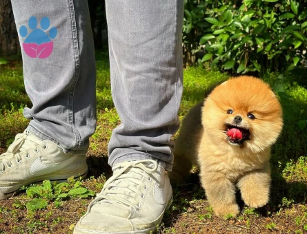 Ruhsatlı Üretim Çiftliğinden Pomeranian Yavrular - 8530 - Görsel 3