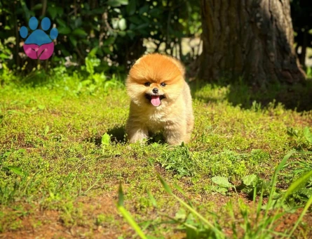Ruhsatlı Üretim Çiftliğinden Pomeranian Yavrular - 8530 - Görsel 4