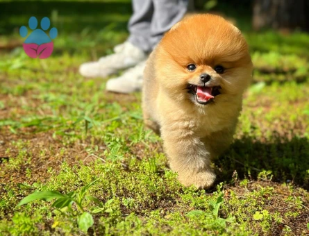 Ruhsatlı Üretim Çiftliğinden Pomeranian Yavrular - 8530 - Görsel 5