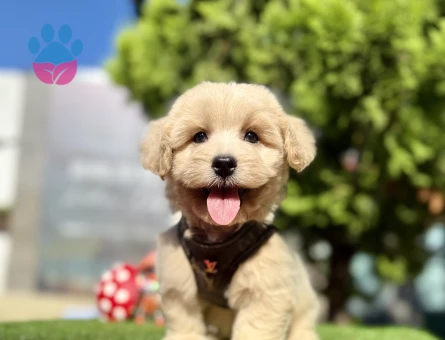 Üst Kalite Maltipoo Yavrular - 8531