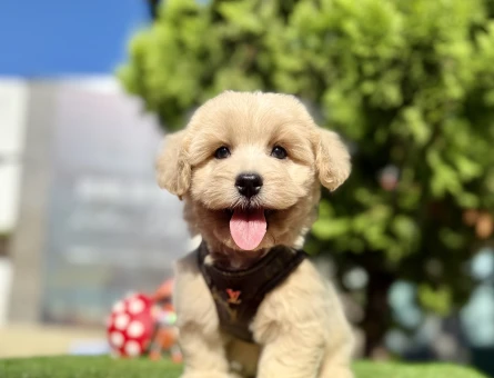 Üst Kalite Maltipoo Yavrular - 8531