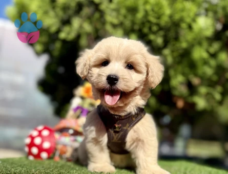 Üst Kalite Maltipoo Yavrular - 8531 - Görsel 3
