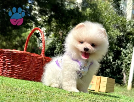 Boo Pomeranian Mini Boy Yavrular - 8532 - Görsel 2