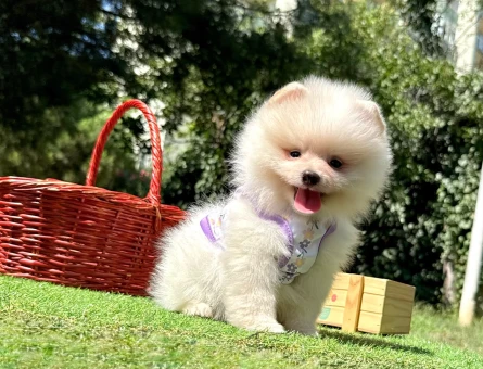 Boo Pomeranian Mini Boy Yavrular - 8532