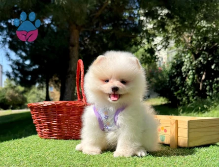 Boo Pomeranian Mini Boy Yavrular - 8532 - Görsel 3